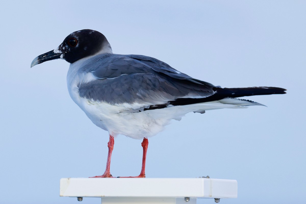 Swallow-tailed Gull - ML616589690