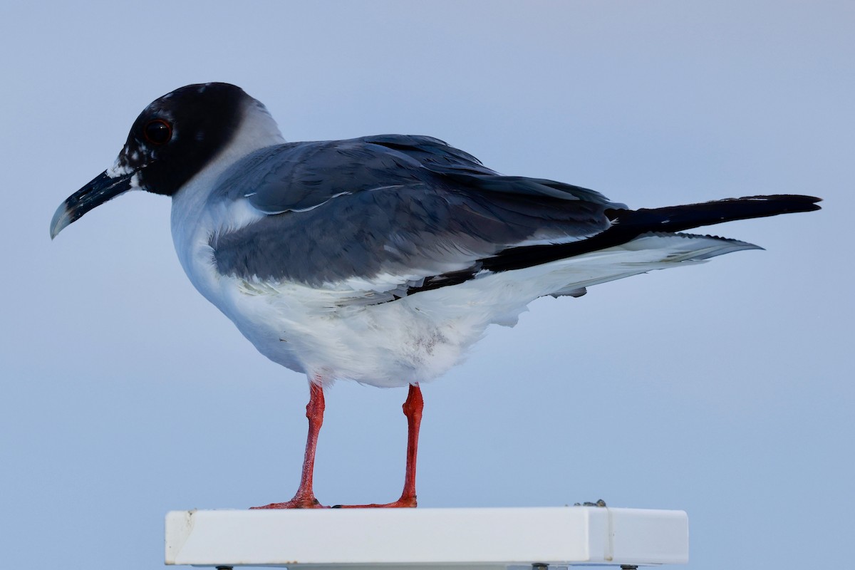 Swallow-tailed Gull - ML616589691