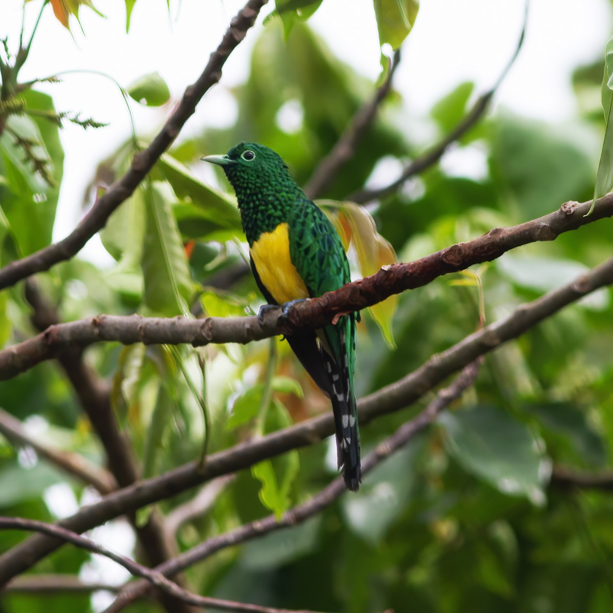 African Emerald Cuckoo - ML616589924