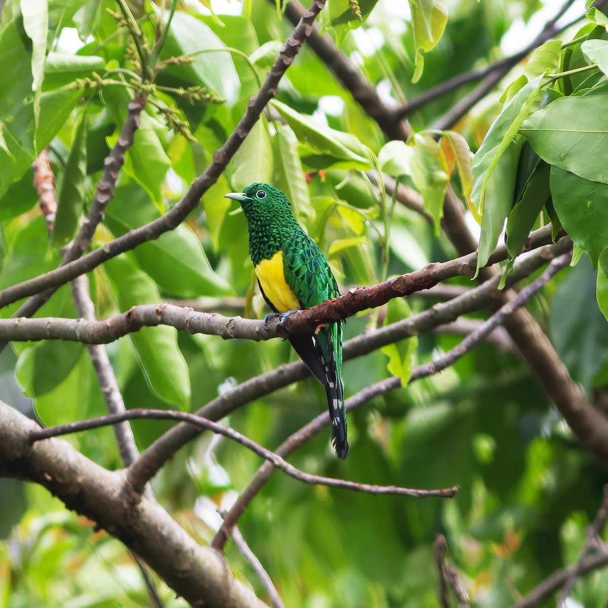 African Emerald Cuckoo - ML616589925