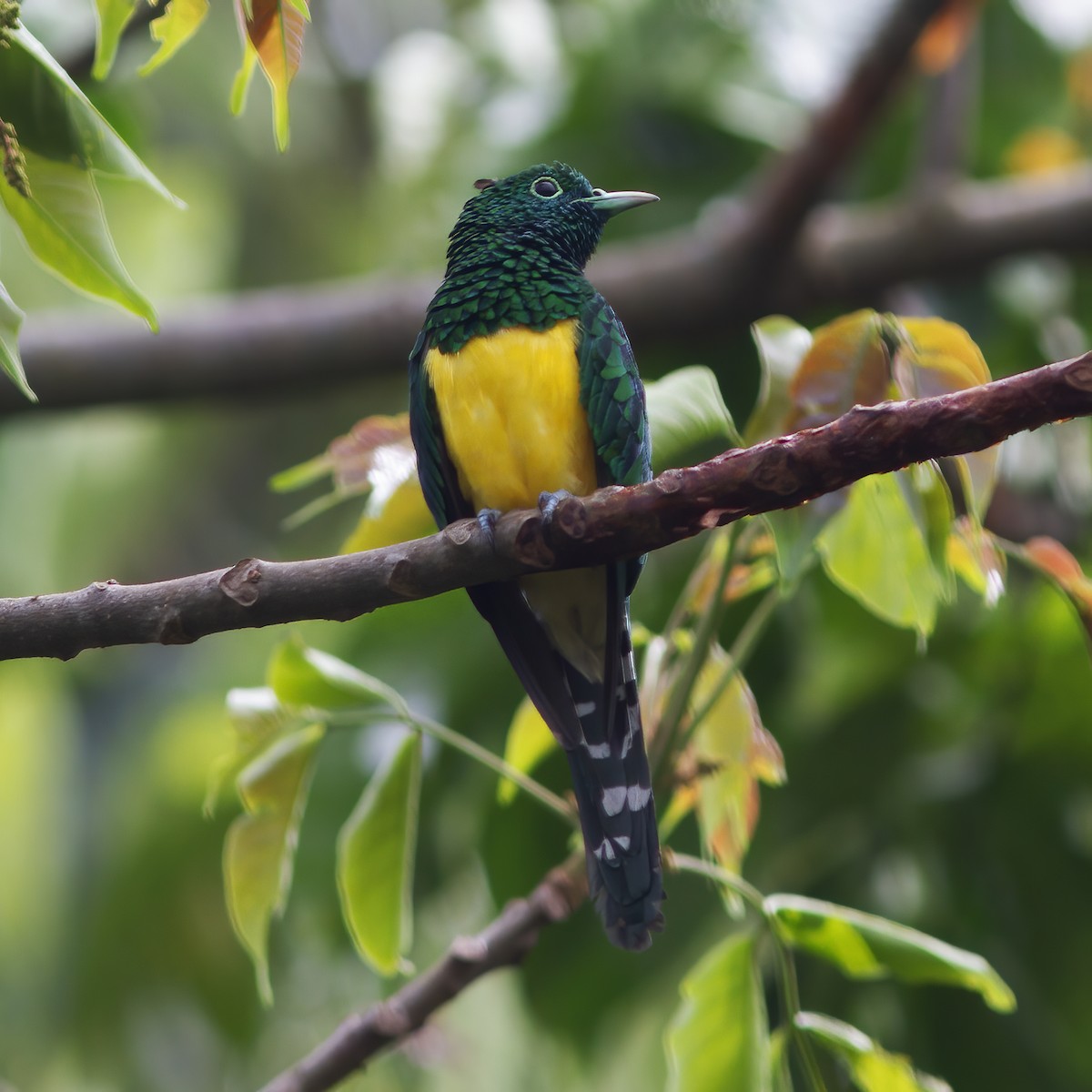 African Emerald Cuckoo - ML616589926