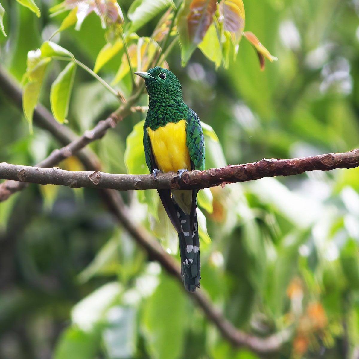 African Emerald Cuckoo - ML616589929