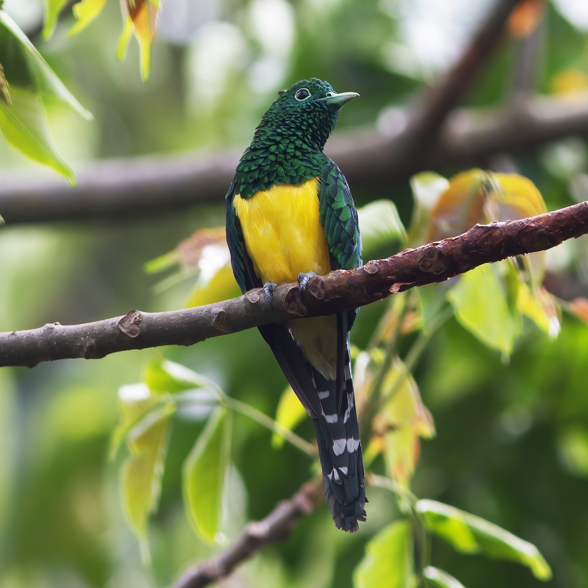 African Emerald Cuckoo - ML616589930