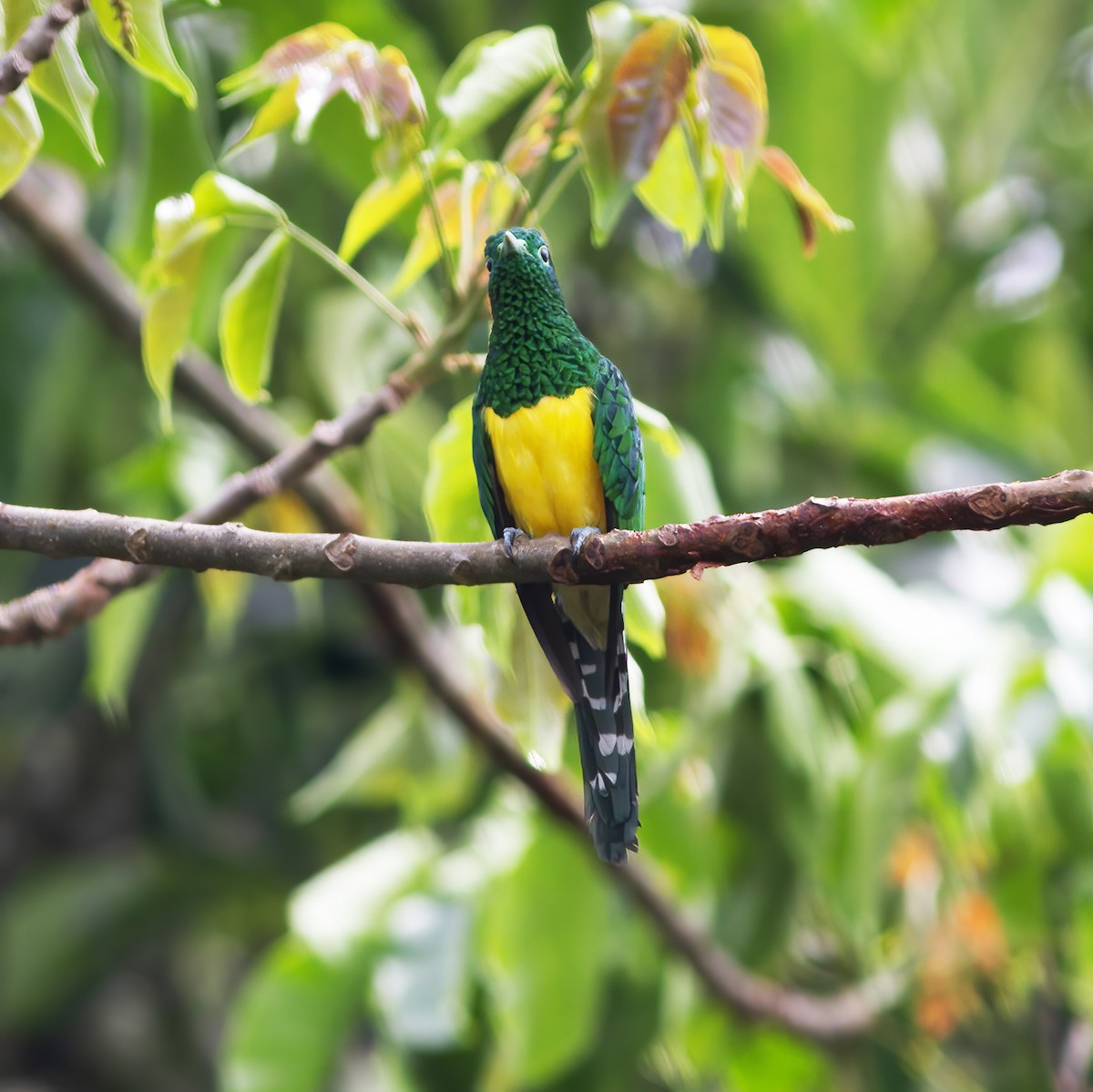 African Emerald Cuckoo - Gary Rosenberg