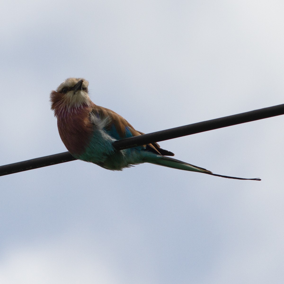 Lilac-breasted Roller - ML616589950