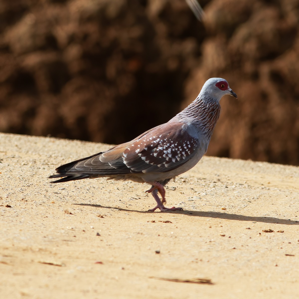 Speckled Pigeon - ML616589966