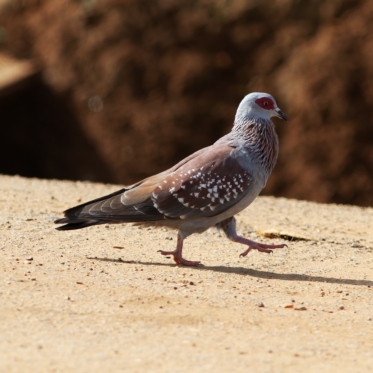 Speckled Pigeon - ML616589967