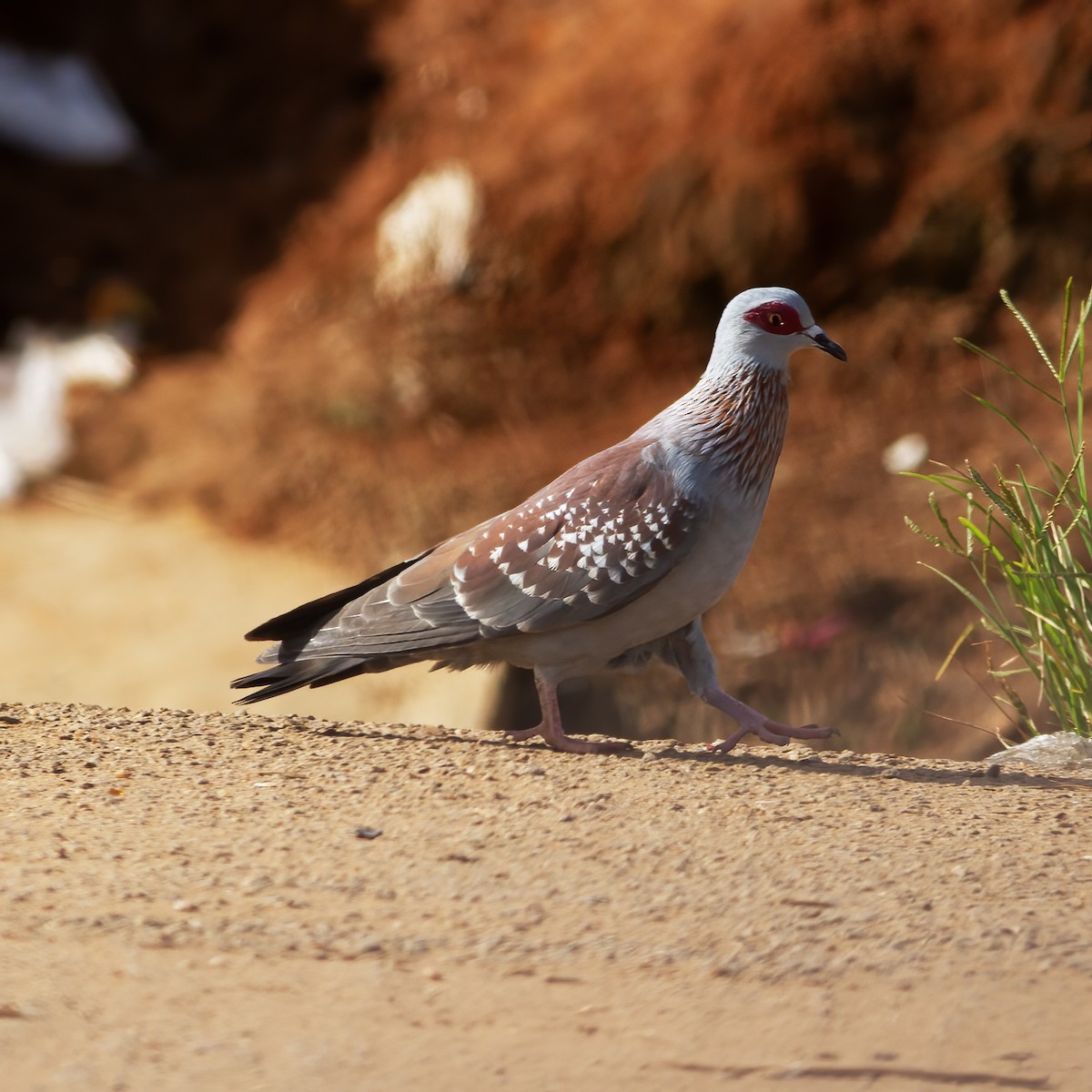Speckled Pigeon - ML616589968