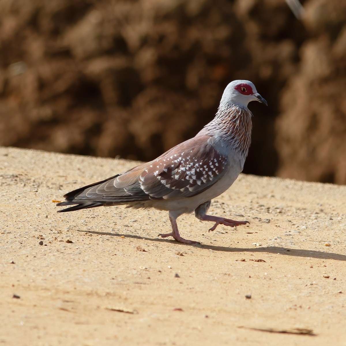Speckled Pigeon - ML616589969