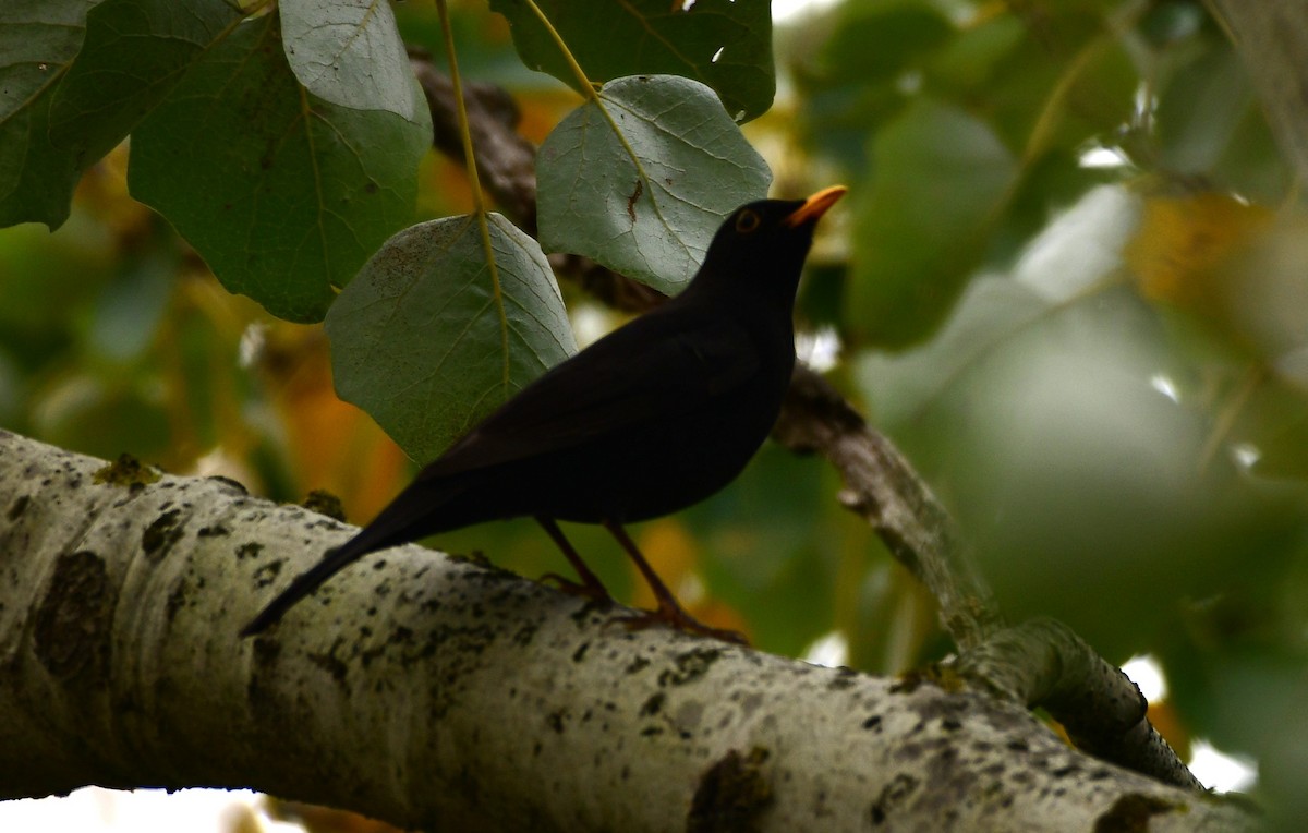 Eurasian Blackbird - ML616589976