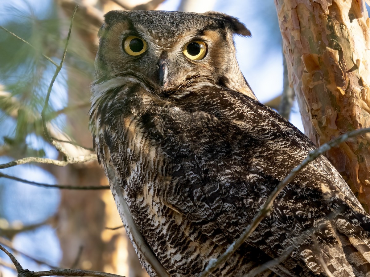 Great Horned Owl - ML616589982