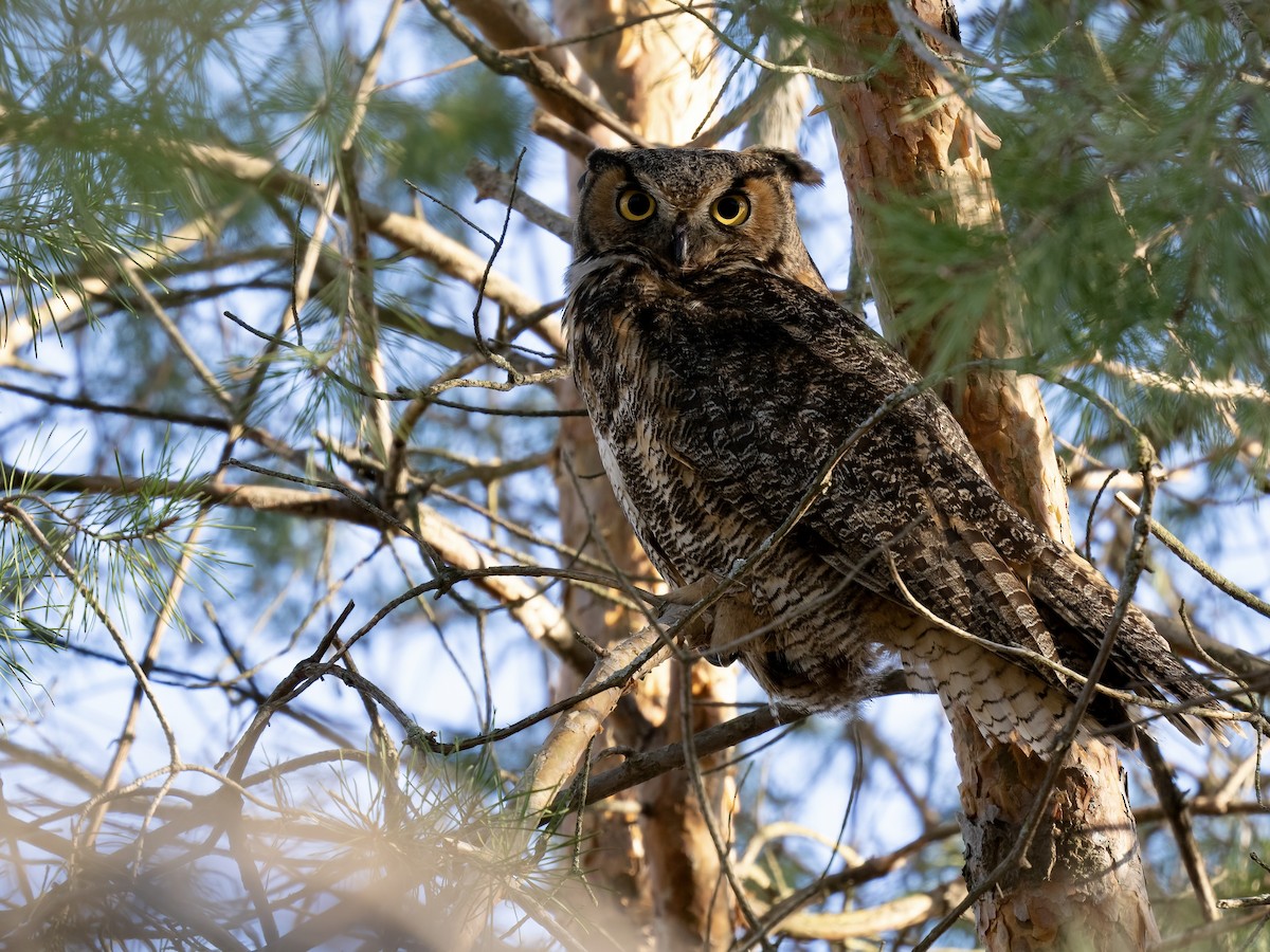 Great Horned Owl - ML616589984