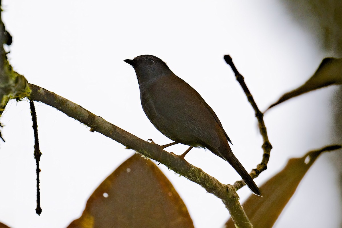 Andean Solitaire (plumbeiceps) - Andrew Newmark