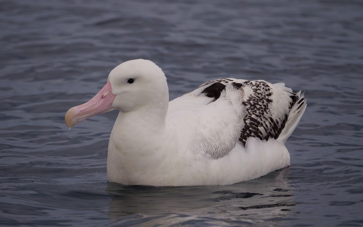 Antipodean Albatross - Adam Nagy