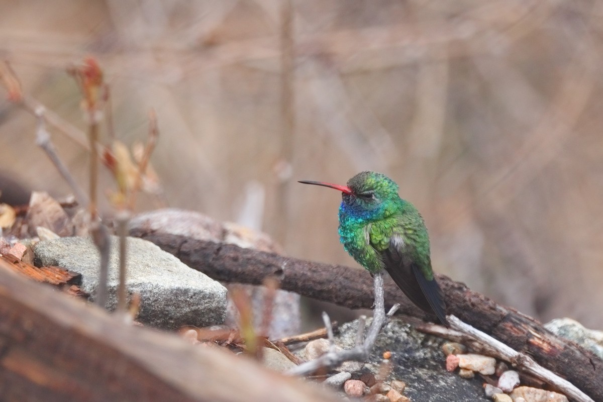 Broad-billed Hummingbird - Shawn Miller
