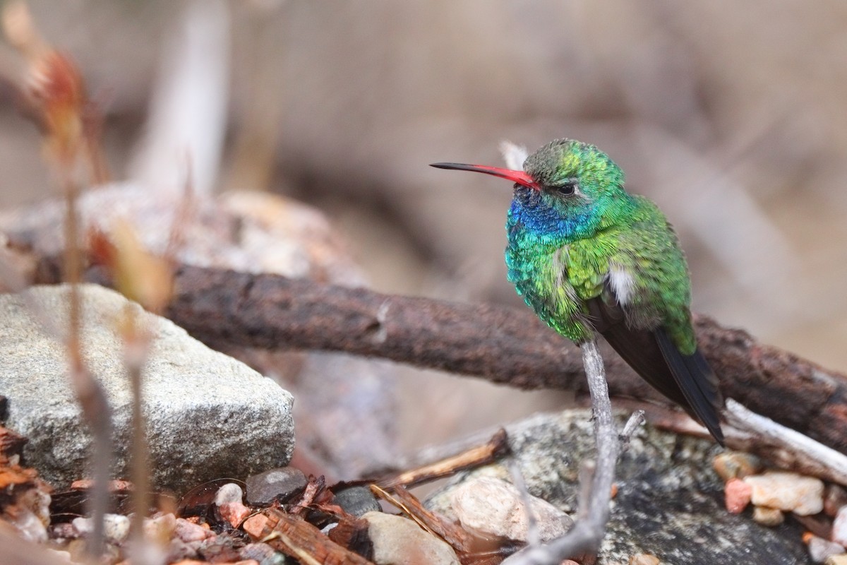 Broad-billed Hummingbird - Shawn Miller