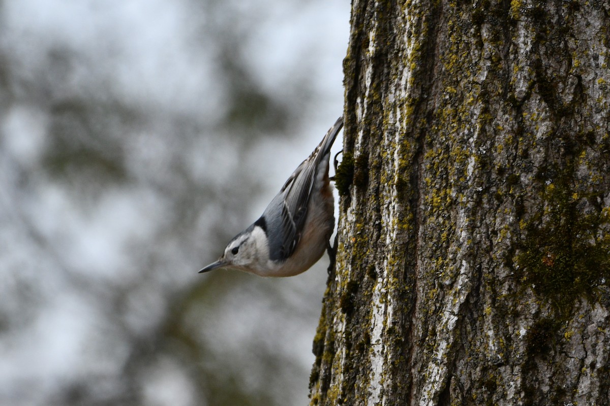 White-breasted Nuthatch - ML616590217