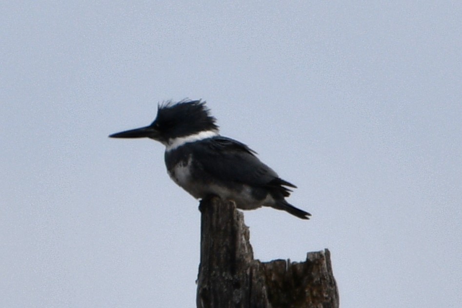 Belted Kingfisher - ML616590222