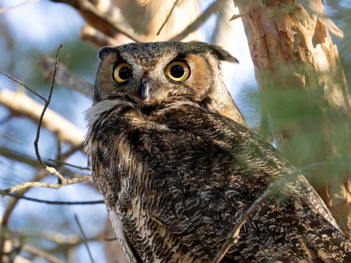 Great Horned Owl - ML616590273