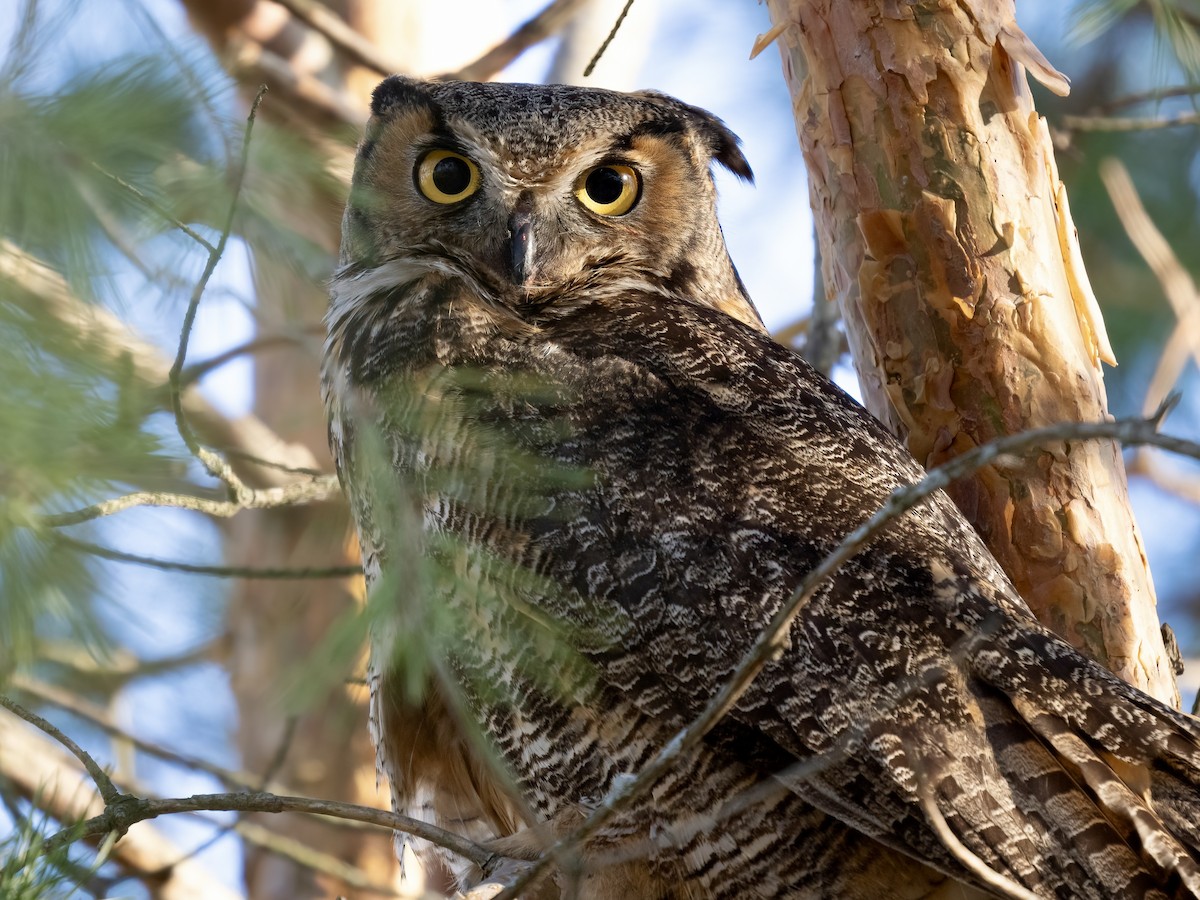 Great Horned Owl - ML616590274