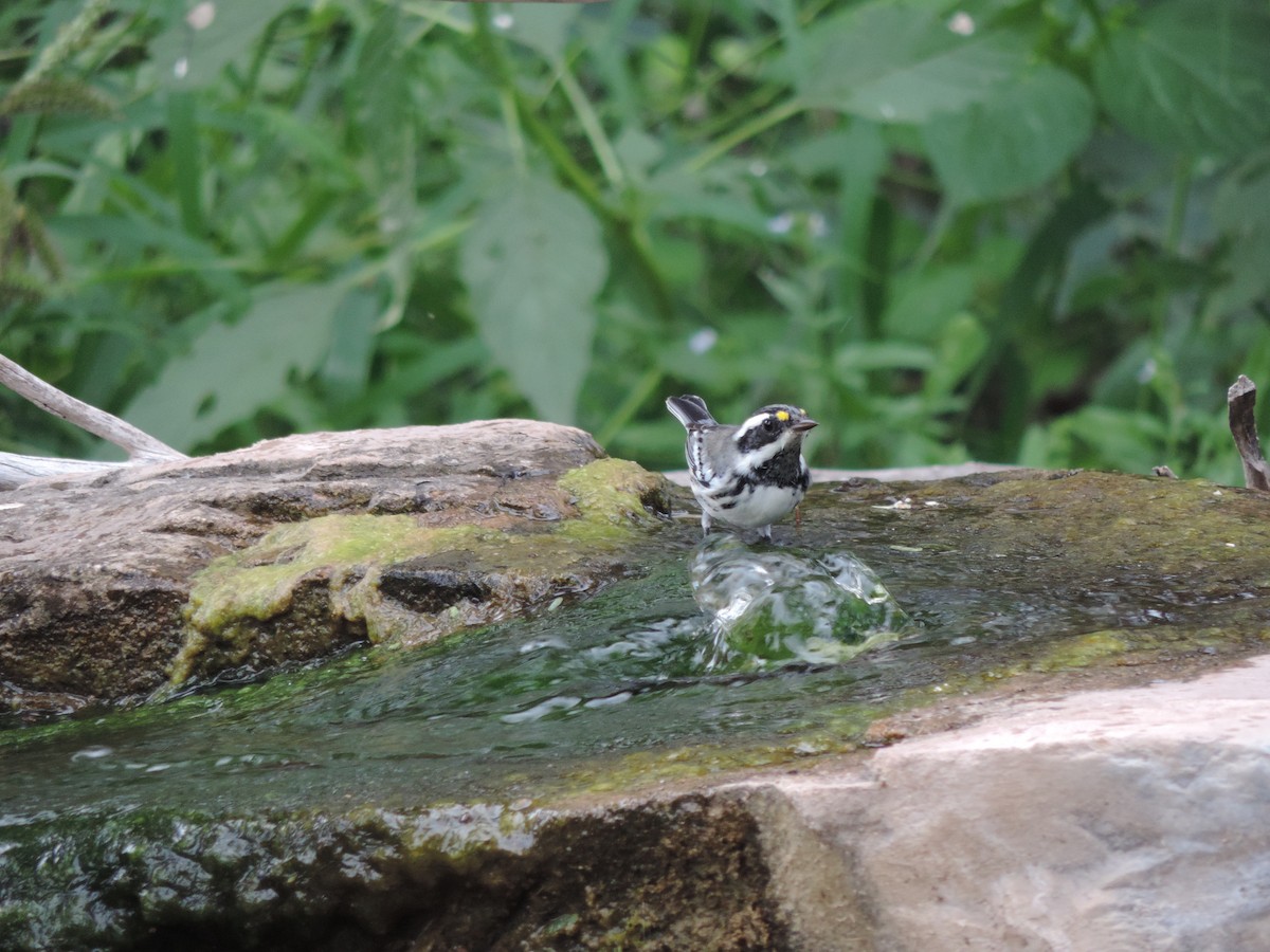 Black-throated Gray Warbler - Kitawna Hoover