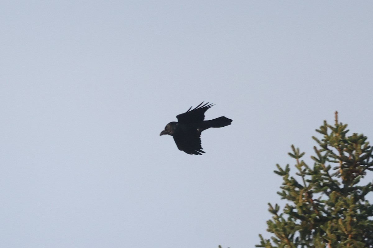 Common Raven - ML616590340