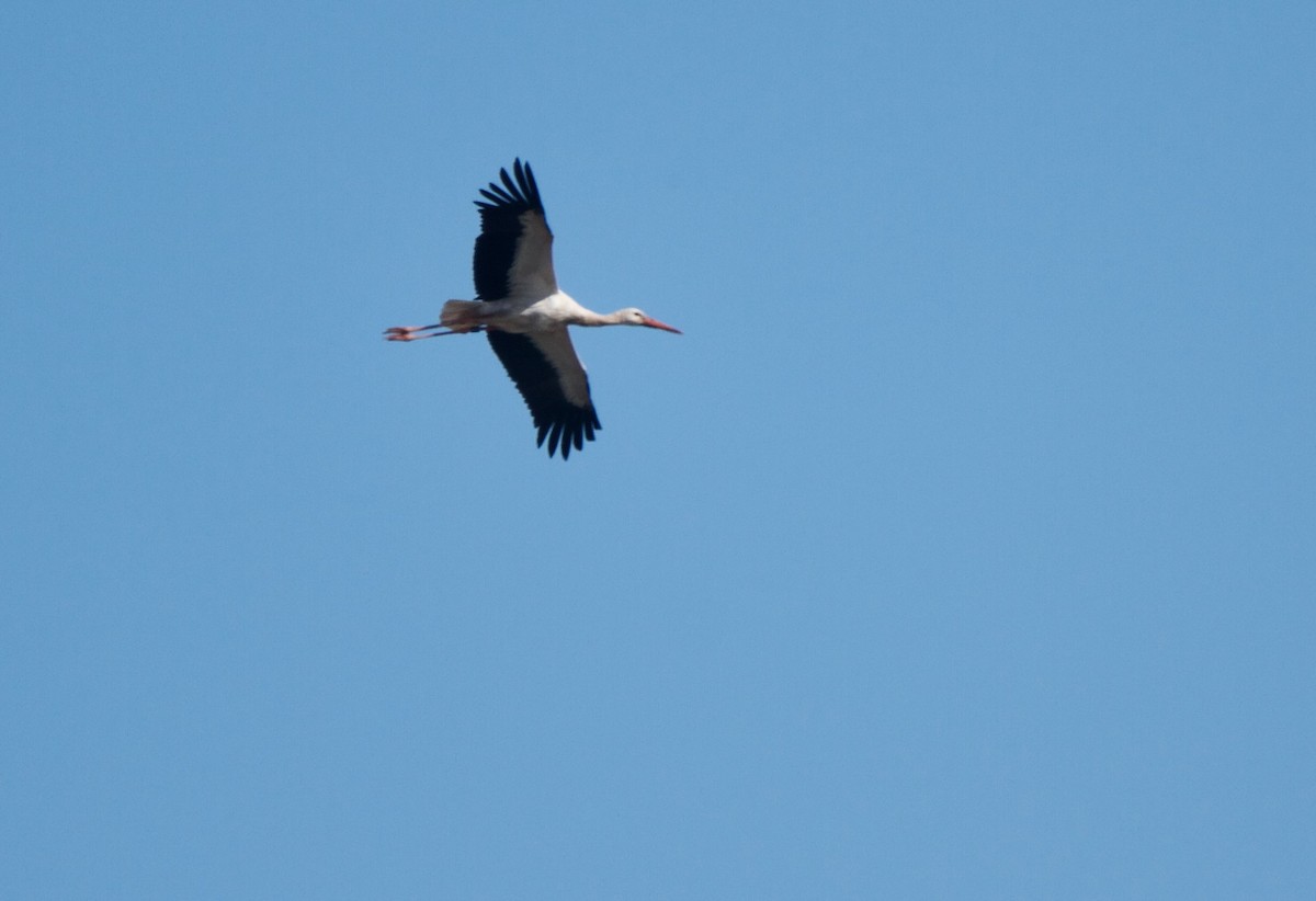 White Stork - Quique Carballal