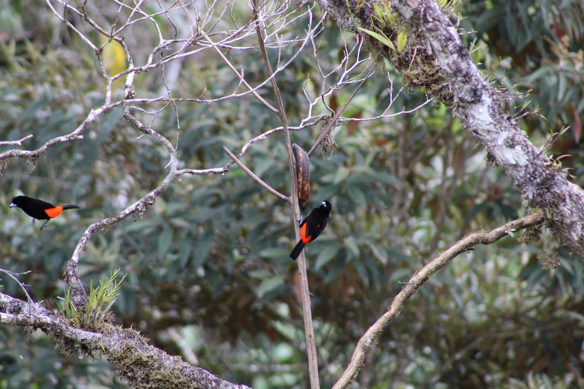 Scarlet-rumped Tanager - ML616590380