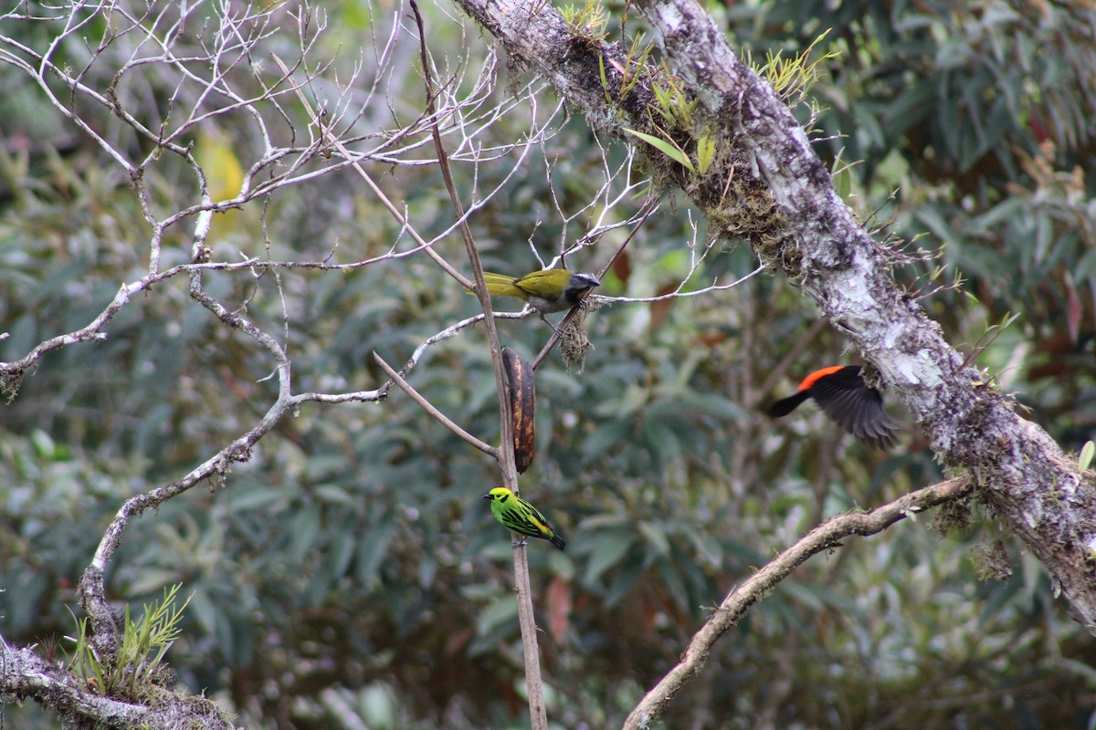 Scarlet-rumped Tanager - ML616590382