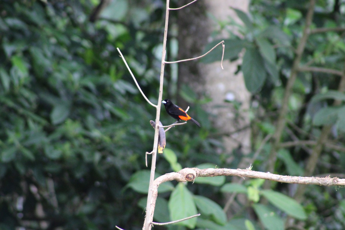 Scarlet-rumped Tanager - ML616590396
