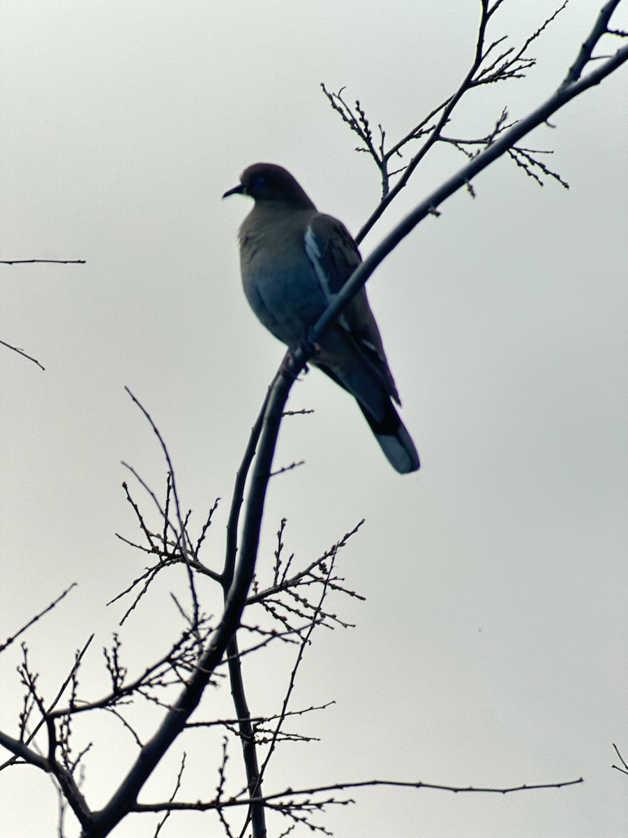 White-winged Dove - ML616590454