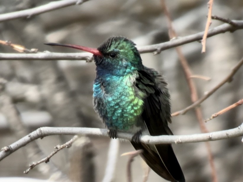 Broad-billed Hummingbird - Jeff Bouton