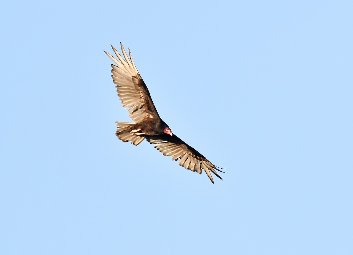 Turkey Vulture - Cornelio Chablé