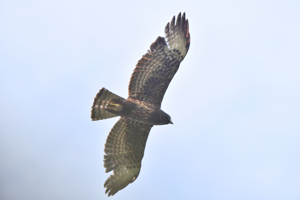 Short-tailed Hawk - Cornelio Chablé