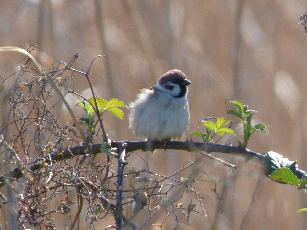 Eurasian Tree Sparrow - ML616590643