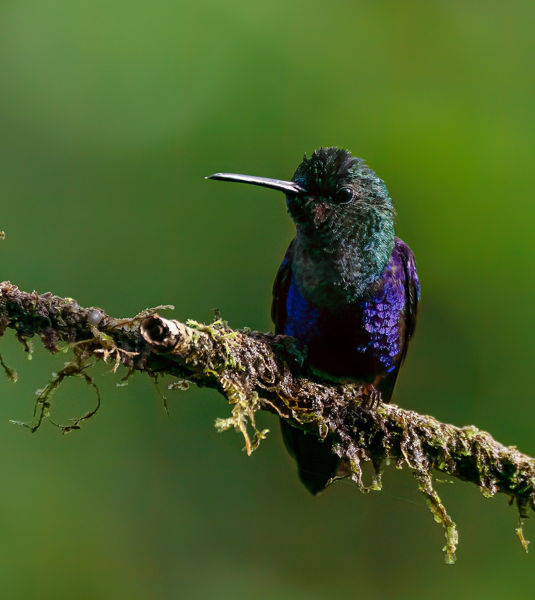 Violet-bellied Hummingbird - ML616590644