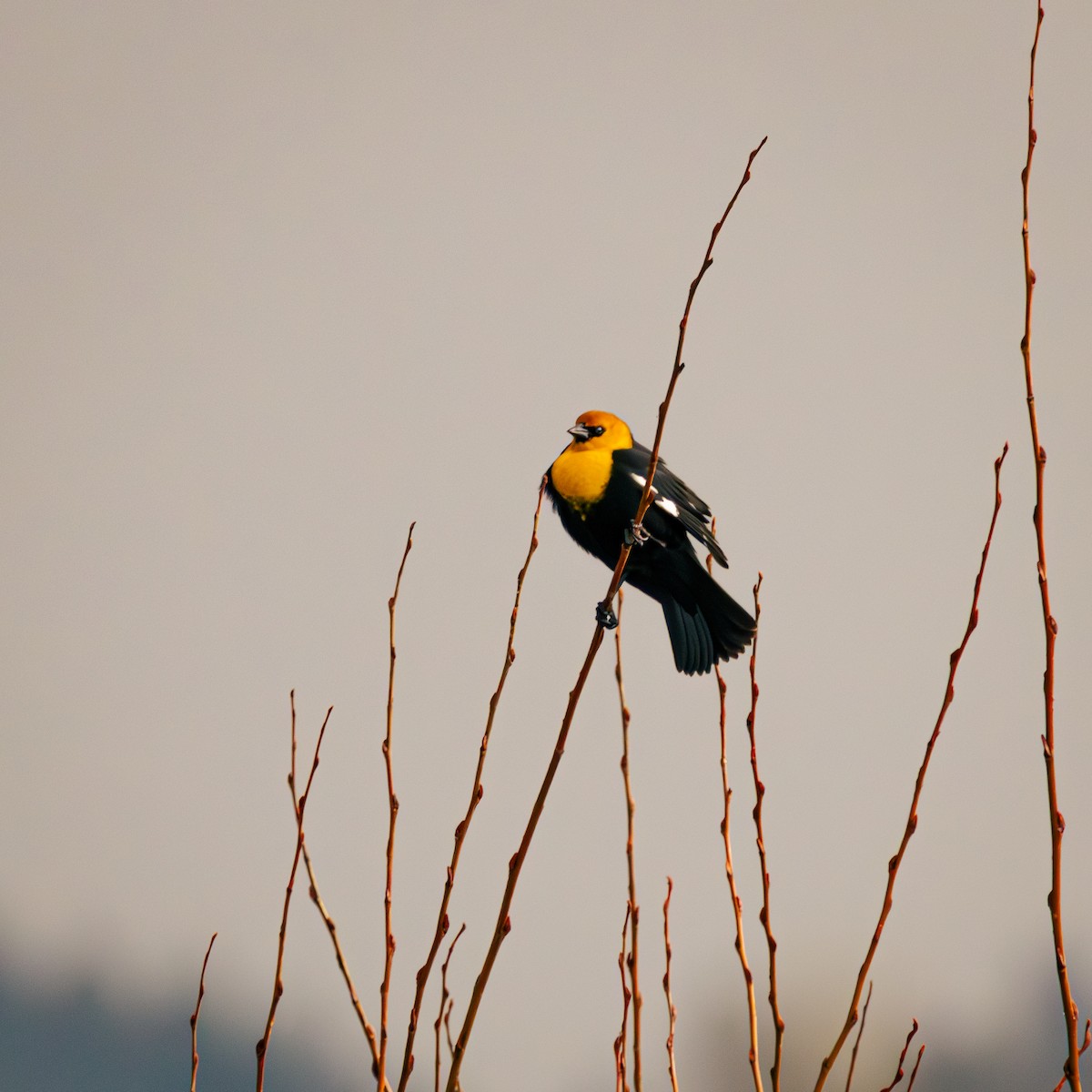 Yellow-headed Blackbird - Bernie Rissmiller