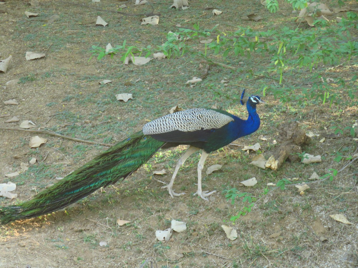 Indian Peafowl - ML616590712