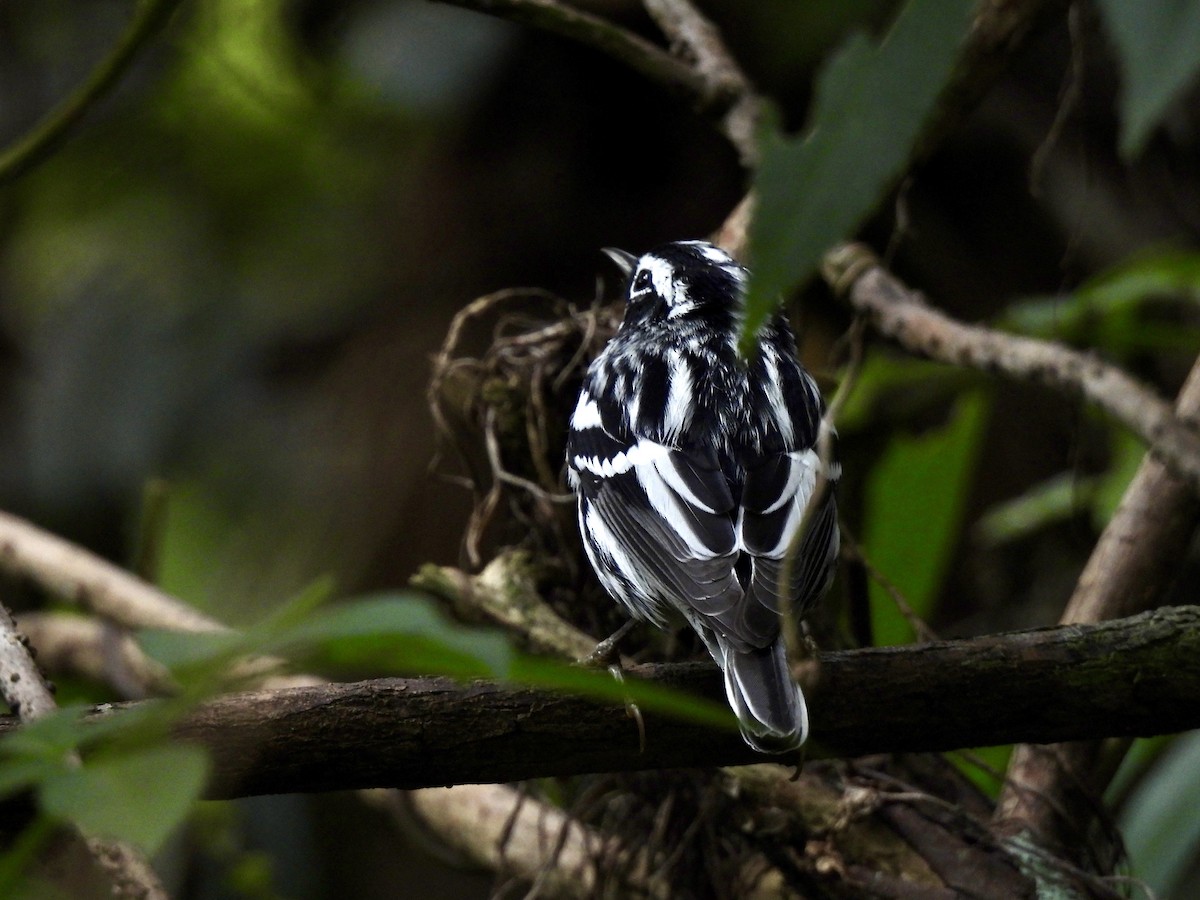 Black-and-white Warbler - ML616590733
