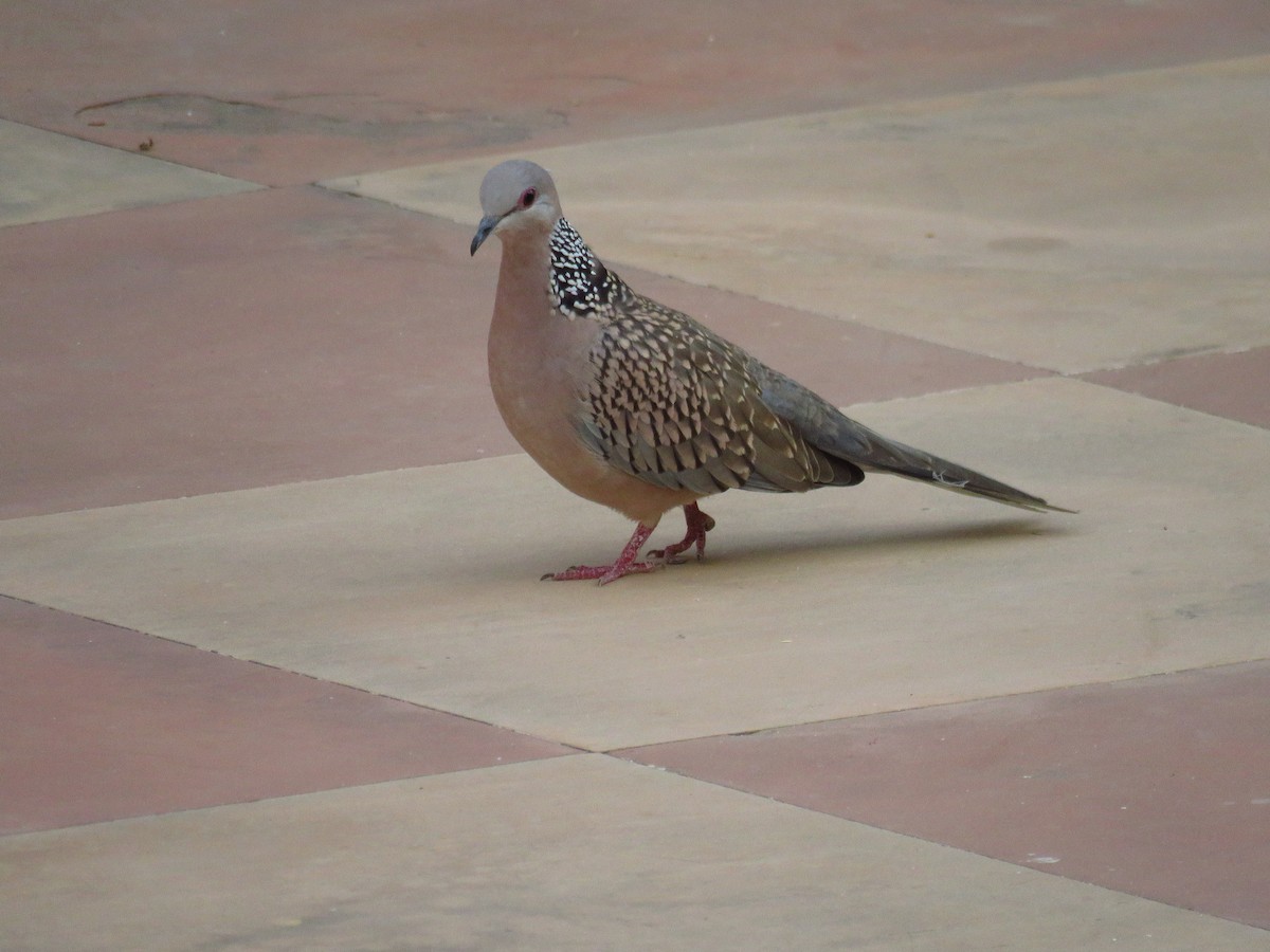 Spotted Dove - ML616590737