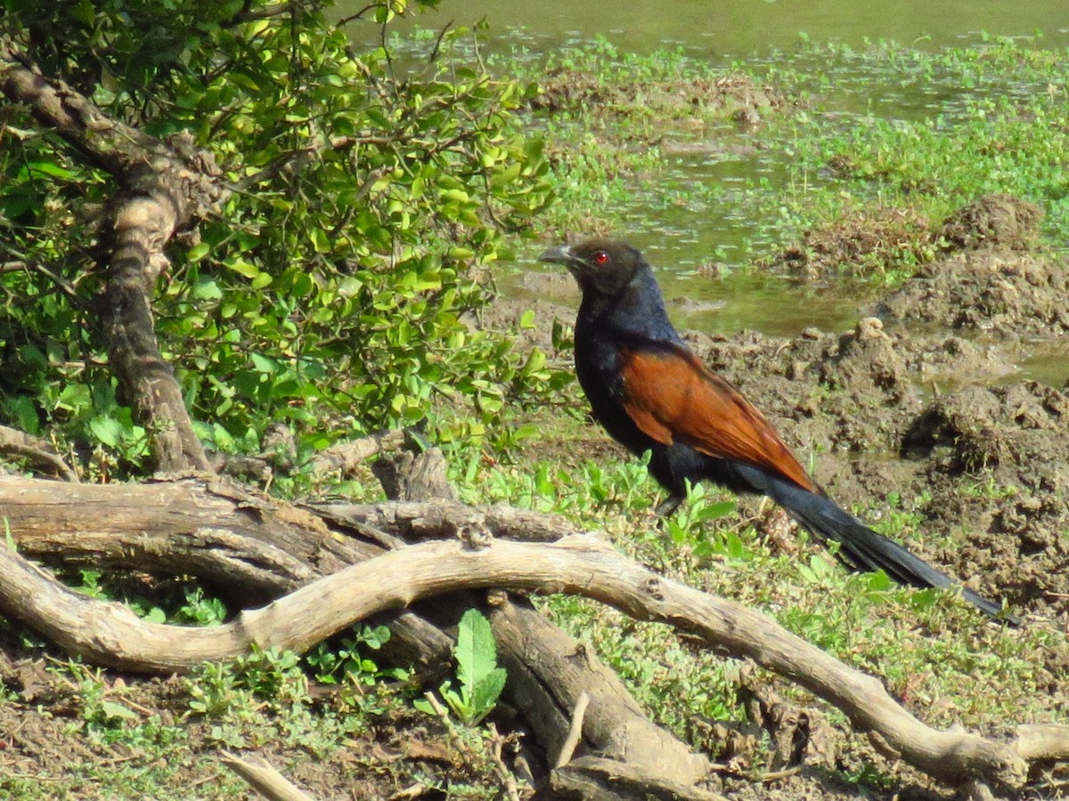 Greater Coucal - ML616590747