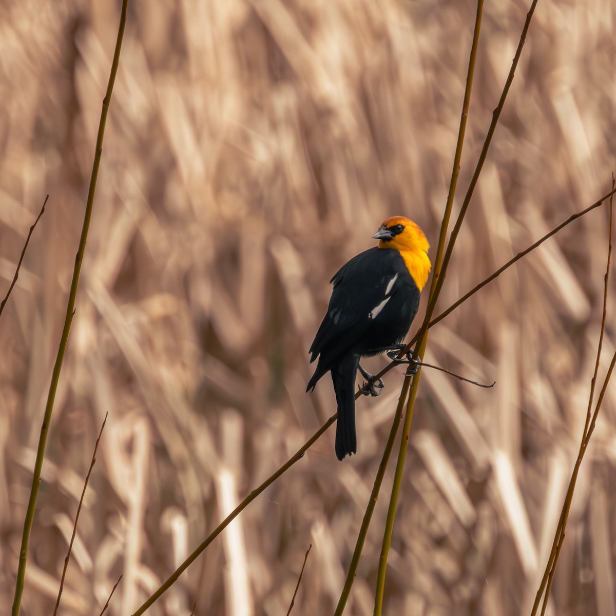 Yellow-headed Blackbird - ML616590750