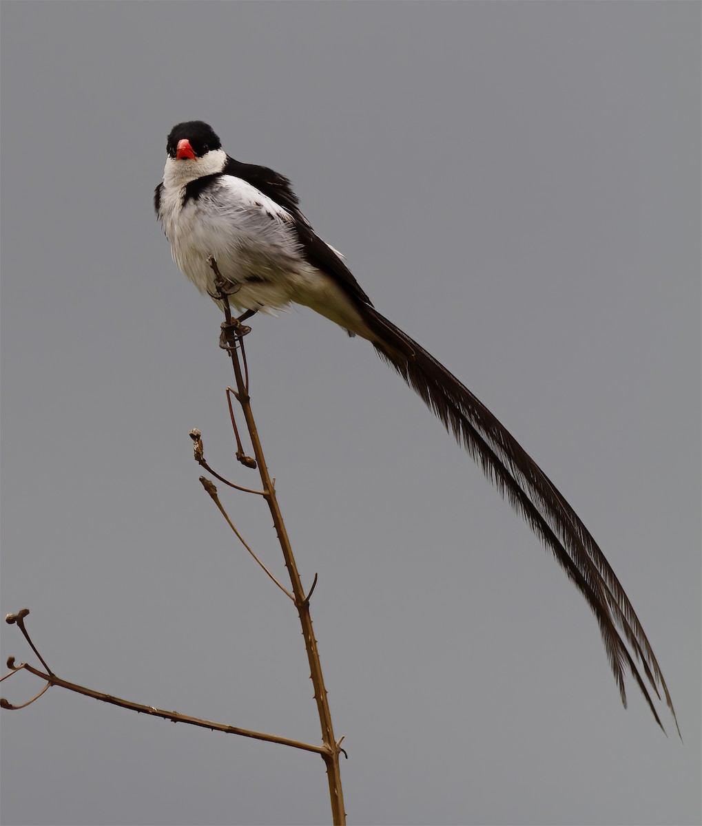 Pin-tailed Whydah - ML616590810