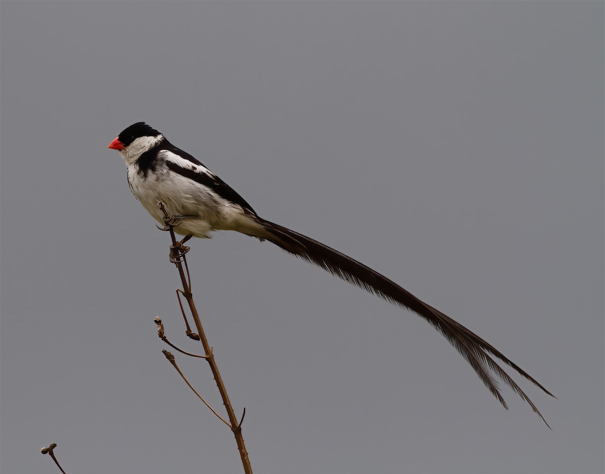 Pin-tailed Whydah - ML616590812