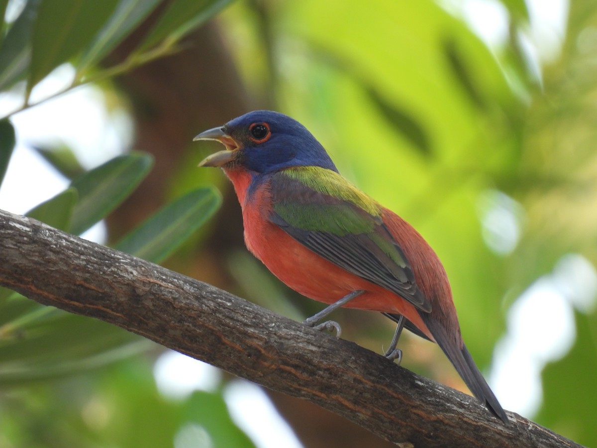 Painted Bunting - ML616590853