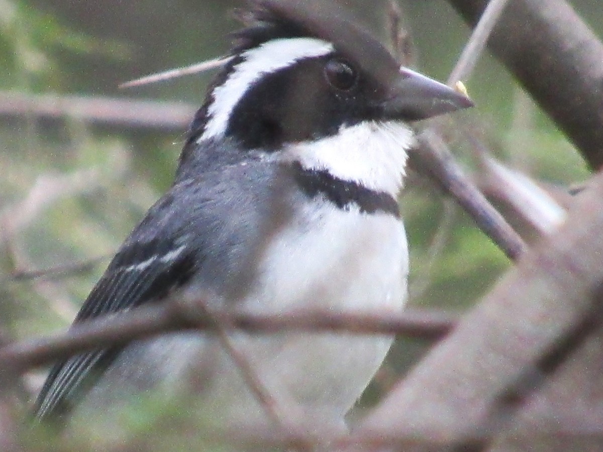 Black-capped Sparrow - ML616590865