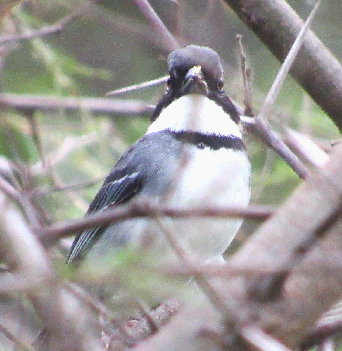 Black-capped Sparrow - ML616590866