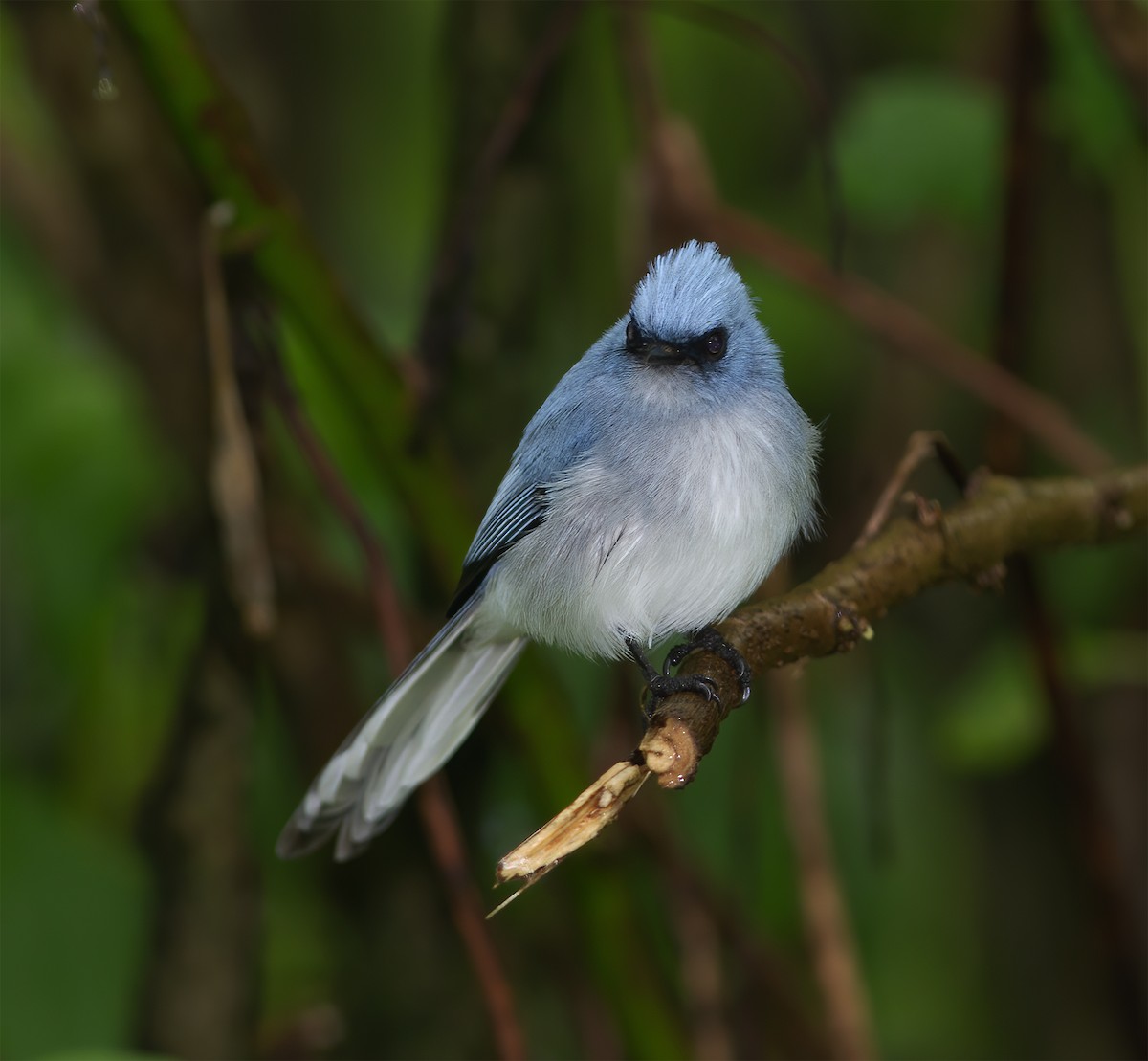 White-tailed Blue Flycatcher - Gary Rosenberg