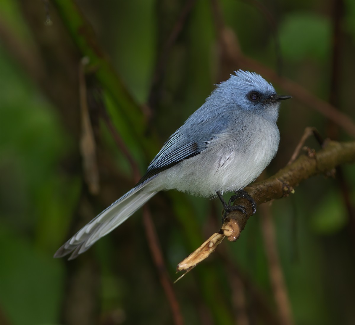 White-tailed Blue Flycatcher - ML616590885