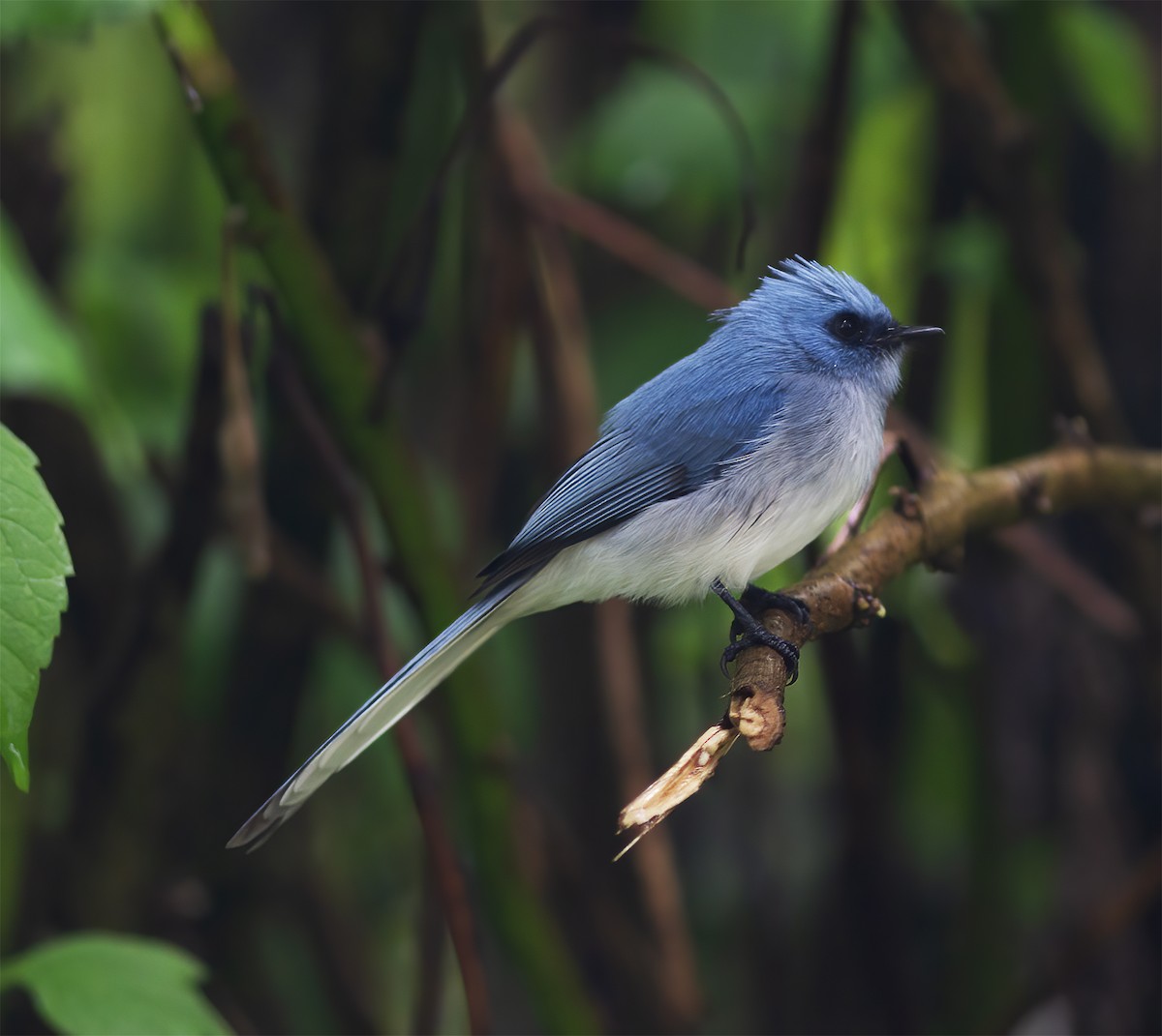 White-tailed Blue Flycatcher - ML616590886